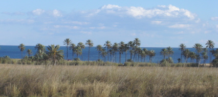The Famous Palms at Punta Prima